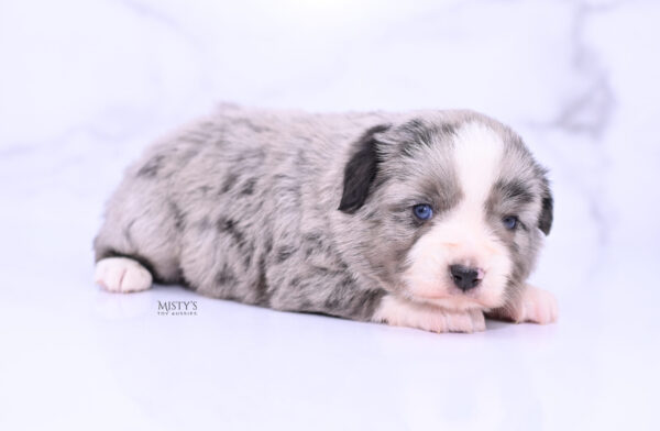 Mini / Toy Australian Shepherd Puppy Sassa