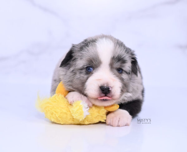 Mini / Toy Australian Shepherd Puppy Sassa