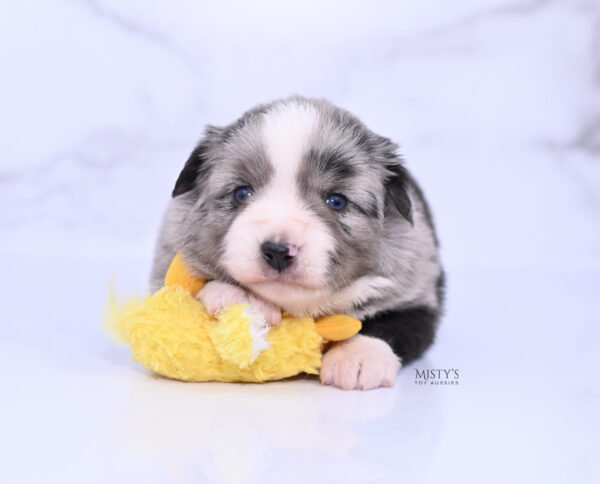 Mini / Toy Australian Shepherd Puppy Sassa