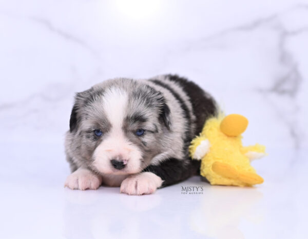 Mini / Toy Australian Shepherd Puppy Sassa