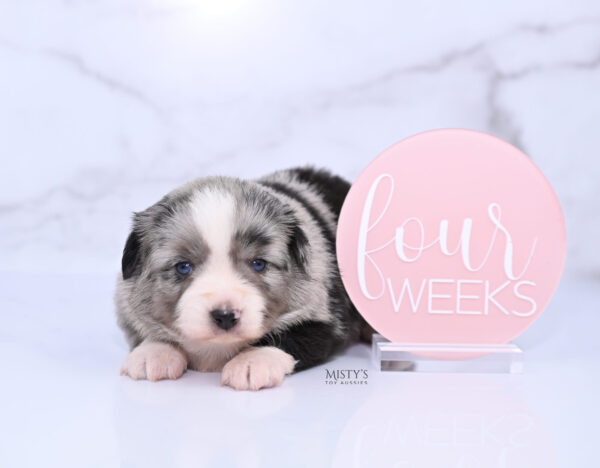 Mini / Toy Australian Shepherd Puppy Sassa