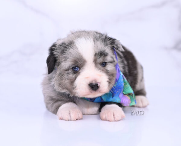 Mini / Toy Australian Shepherd Puppy Sassa