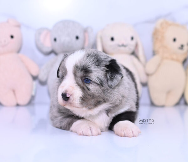 Mini / Toy Australian Shepherd Puppy Sassa