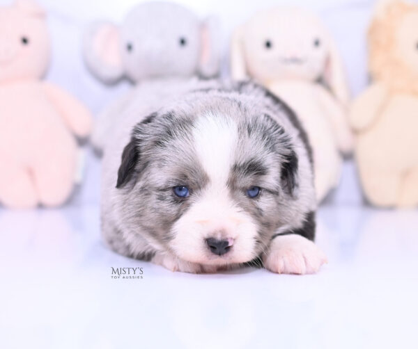 Mini / Toy Australian Shepherd Puppy Sassa