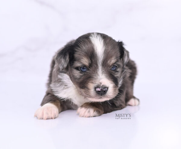 Mini / Toy Australian Shepherd Puppy Bondo