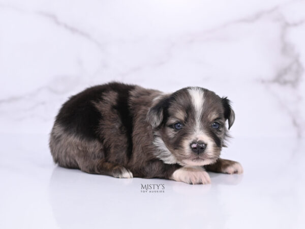 Mini / Toy Australian Shepherd Puppy Bondo