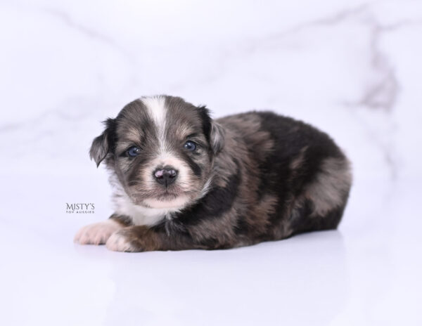 Mini / Toy Australian Shepherd Puppy Bondo