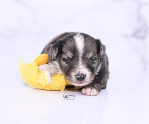 Mini / Toy Australian Shepherd Puppy Bondo