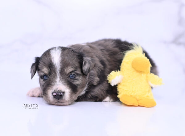 Mini / Toy Australian Shepherd Puppy Bondo