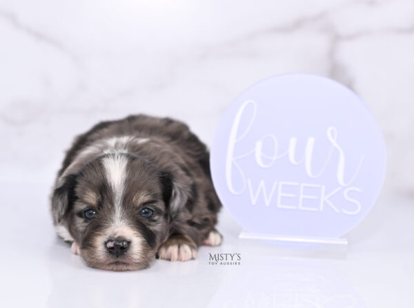 Mini / Toy Australian Shepherd Puppy Bondo