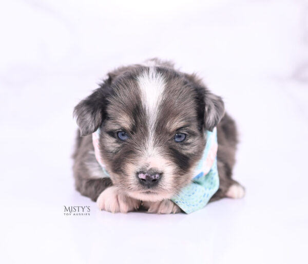 Mini / Toy Australian Shepherd Puppy Bondo