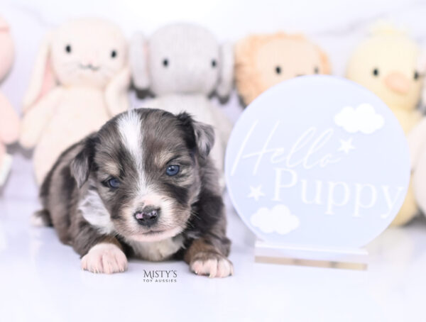 Mini / Toy Australian Shepherd Puppy Bondo