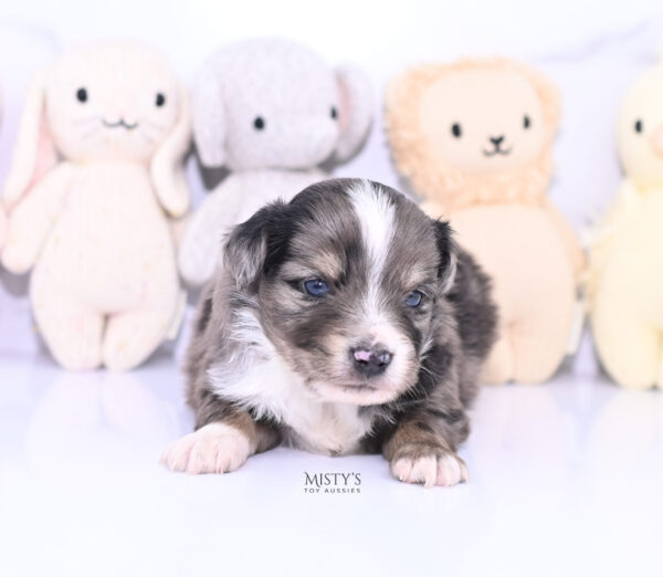 Mini / Toy Australian Shepherd Puppy Bondo