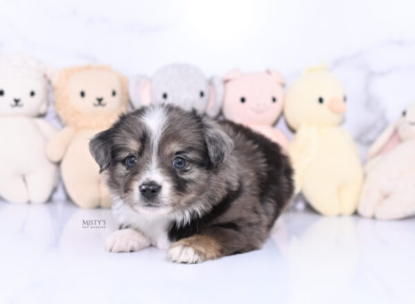 Mini / Toy Australian Shepherd Puppy Bondo