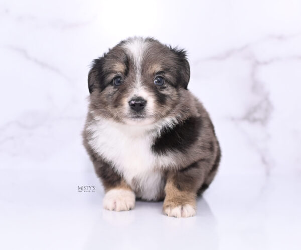 Mini / Toy Australian Shepherd Puppy Bondo