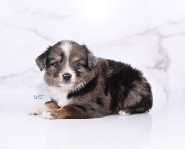 Mini / Toy Australian Shepherd Puppy Bondo