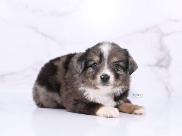 Mini / Toy Australian Shepherd Puppy Bondo