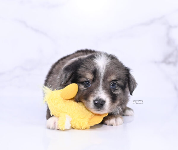 Mini / Toy Australian Shepherd Puppy Bondo