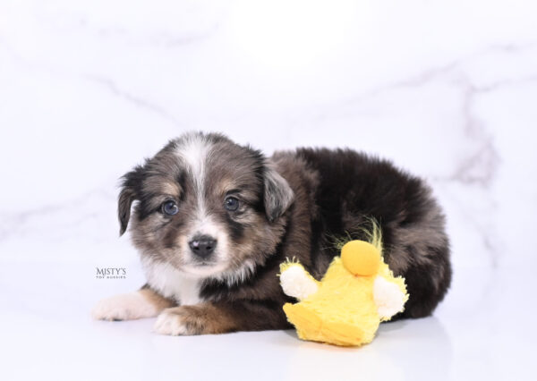 Mini / Toy Australian Shepherd Puppy Bondo