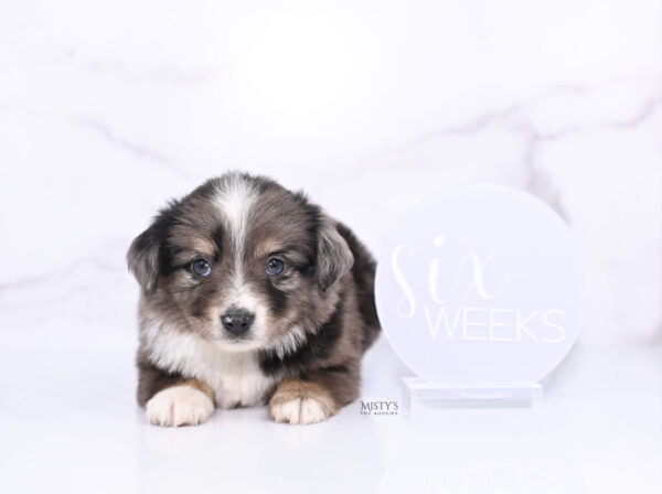 Mini / Toy Australian Shepherd Puppy Bondo