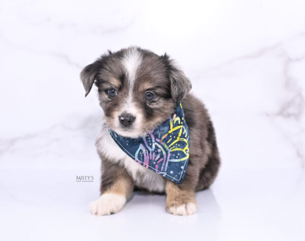 Mini / Toy Australian Shepherd Puppy Bondo