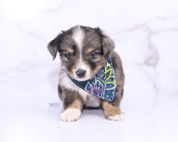 Mini / Toy Australian Shepherd Puppy Bondo