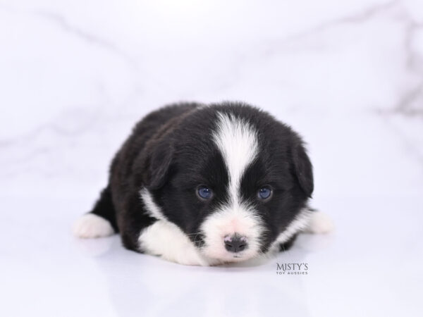 Mini / Toy Australian Shepherd Puppy Bramble