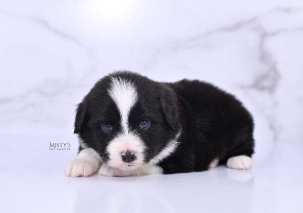 Mini / Toy Australian Shepherd Puppy Bramble