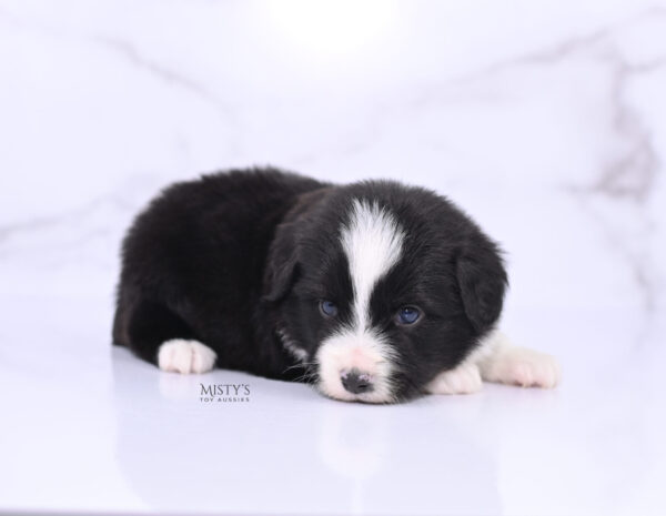 Mini / Toy Australian Shepherd Puppy Bramble