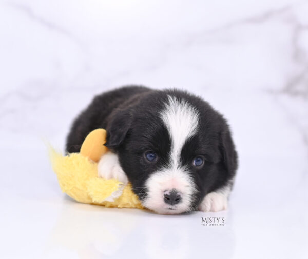 Mini / Toy Australian Shepherd Puppy Bramble