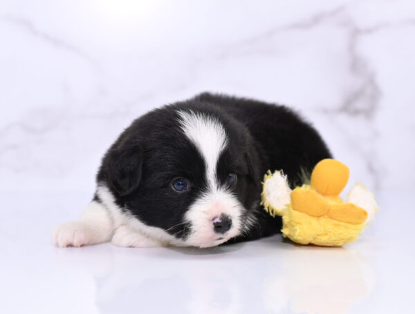 Mini / Toy Australian Shepherd Puppy Bramble