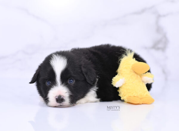 Mini / Toy Australian Shepherd Puppy Bramble