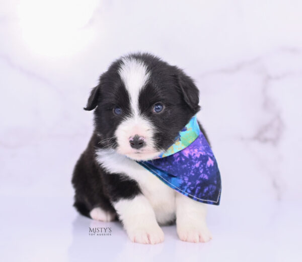 Mini / Toy Australian Shepherd Puppy Bramble