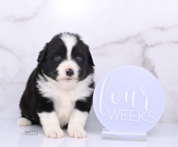 Mini / Toy Australian Shepherd Puppy Bramble