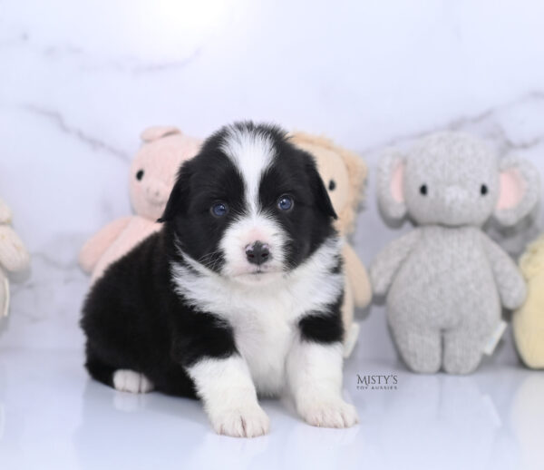 Mini / Toy Australian Shepherd Puppy Bramble