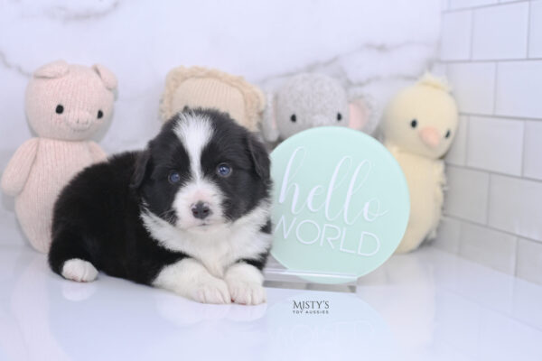 Mini / Toy Australian Shepherd Puppy Bramble