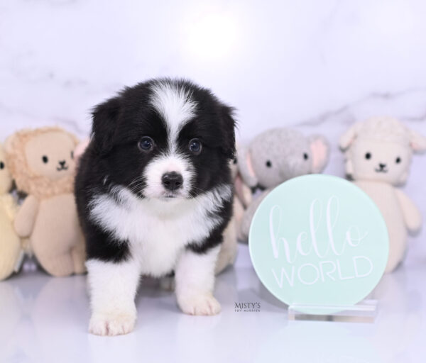 Mini / Toy Australian Shepherd Puppy Bramble