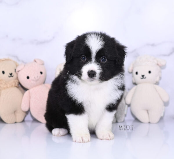 Mini / Toy Australian Shepherd Puppy Bramble