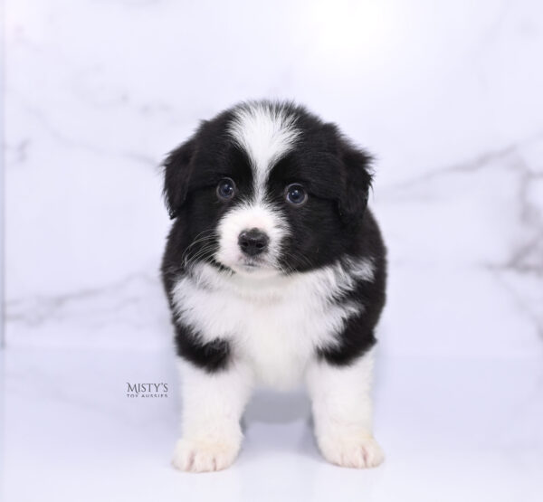 Mini / Toy Australian Shepherd Puppy Bramble