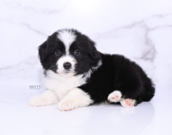 Mini / Toy Australian Shepherd Puppy Bramble