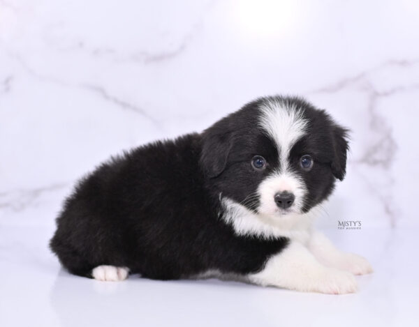 Mini / Toy Australian Shepherd Puppy Bramble