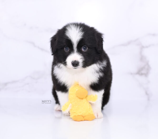 Mini / Toy Australian Shepherd Puppy Bramble