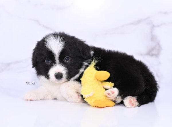 Mini / Toy Australian Shepherd Puppy Bramble