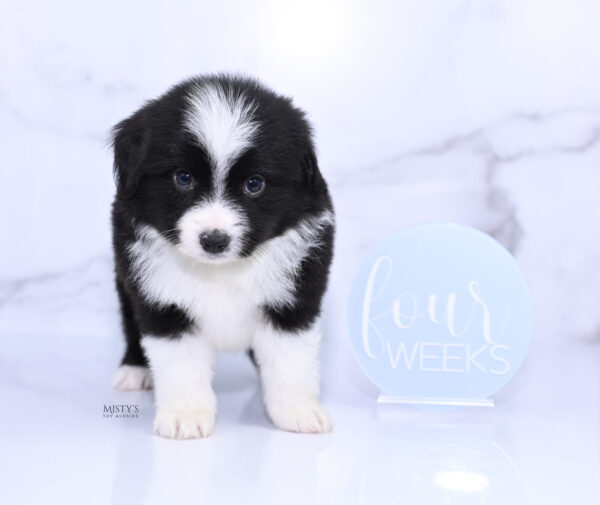 Mini / Toy Australian Shepherd Puppy Bramble