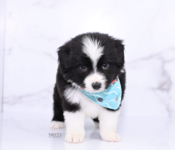 Mini / Toy Australian Shepherd Puppy Bramble