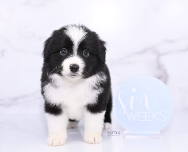 Mini / Toy Australian Shepherd Puppy Bramble