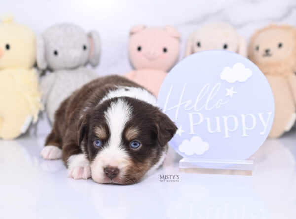 Mini / Toy Australian Shepherd Puppy Brick