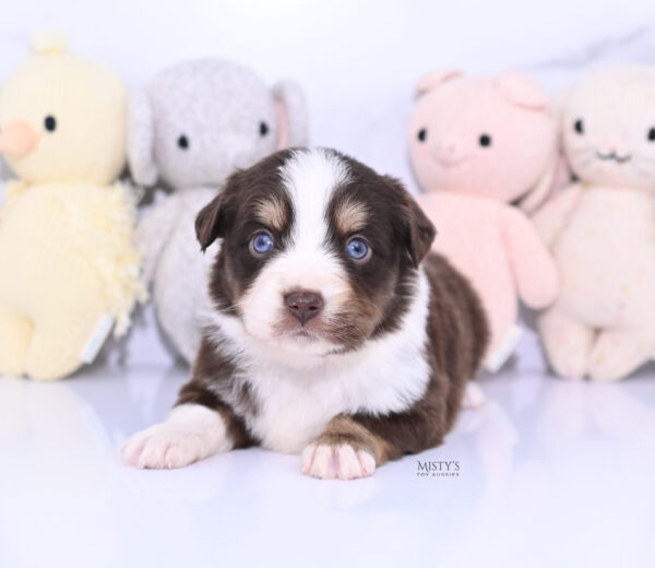 Mini / Toy Australian Shepherd Puppy Brick
