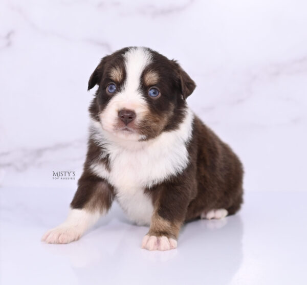 Mini / Toy Australian Shepherd Puppy Brick