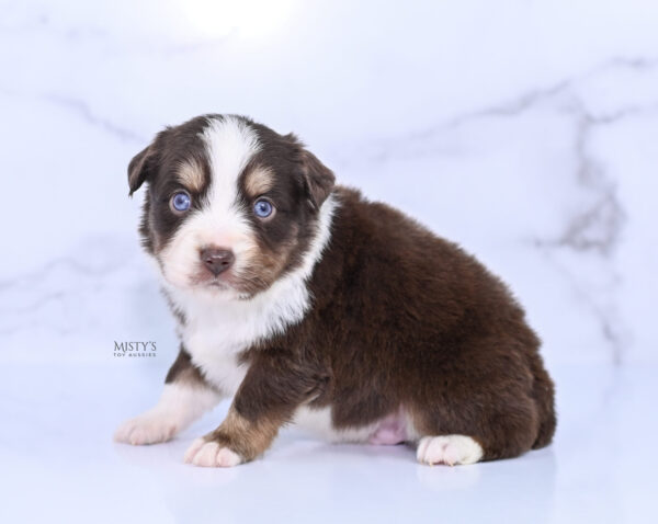 Mini / Toy Australian Shepherd Puppy Brick